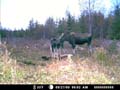 08moose cam