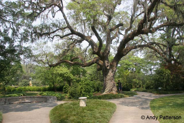 Live_Oak_Tree