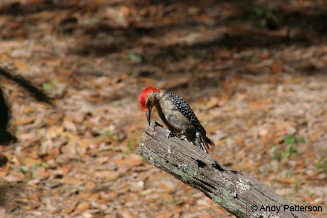 Red_Bellied_Woodpecker