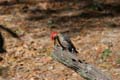 Red_Bellied_Woodpecker