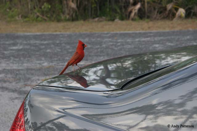 05_Cardinal_on_car