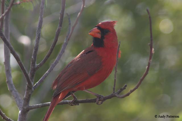 06_Cardinal