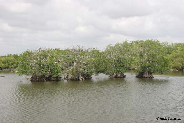 12_Anhinga_Trail