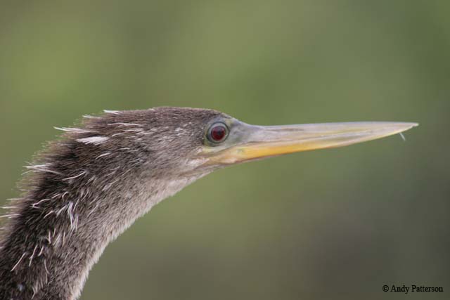 13_Anhinga