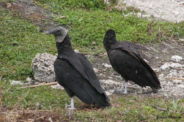 14_Black_Vultures