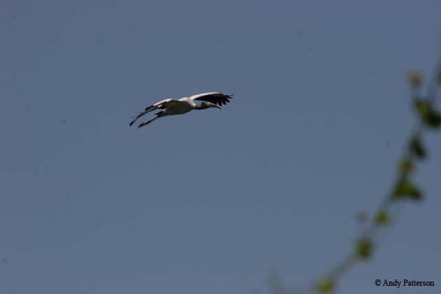 15_Wood_Stork