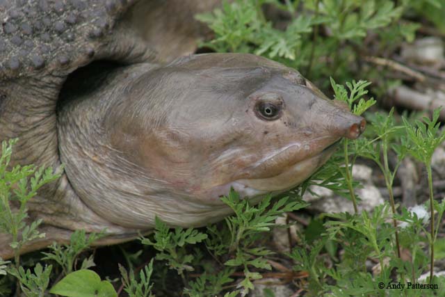 17_Florida_Soft_Shelled_Turtle