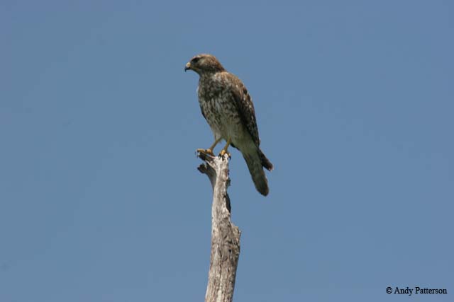 19_Juvenile_Bald_Eagle