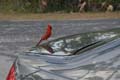 05_Cardinal_on_car