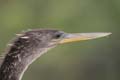 13_Anhinga