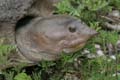 17_Florida_Soft_Shelled_Turtle