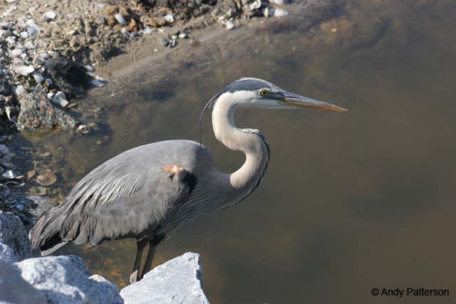 Great_Blue_Heron_1