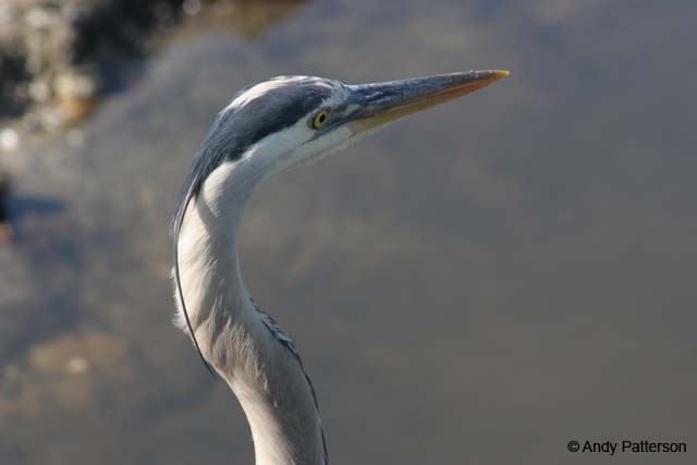 Great_Blue_Heron_3