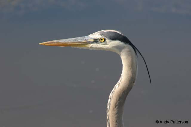 Great_Blue_Heron_5