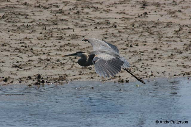 Great_Blue_Heron_6