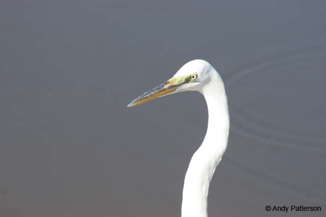 Great_Blue_Heron_white_variety