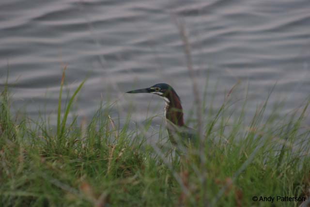 Green_Backed_Heron