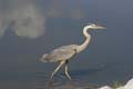 Great_Blue_Heron_2