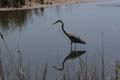 Great_Blue_Heron_7