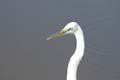 Great_Blue_Heron_white_variety