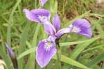 Gaspé Flowers