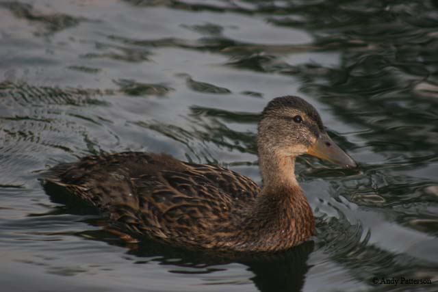 American_black_duck