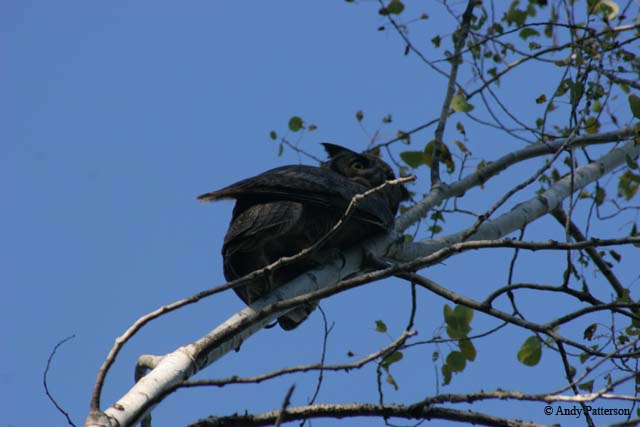 great_horned_owl