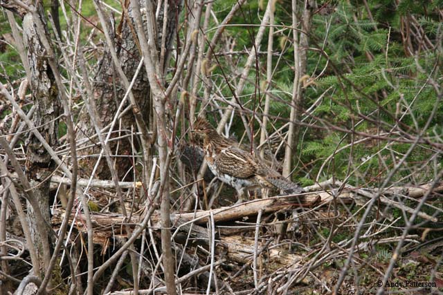 partridge