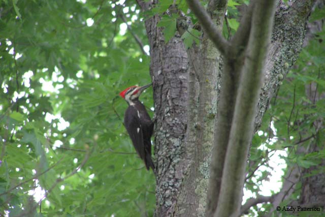 pileated_woodpecker_2