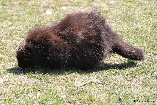 porcupine