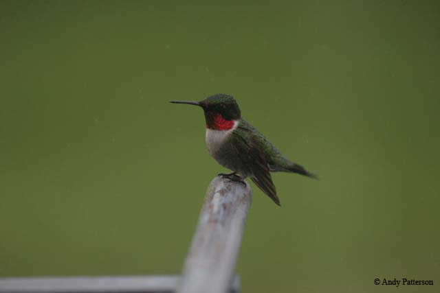 ruby-throated_hummingbird