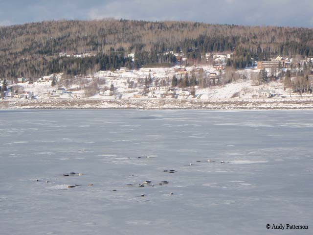 seals_in_the_Gaspe_Bay