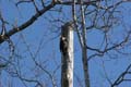 pileated_woodpecker