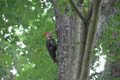 pileated_woodpecker_2