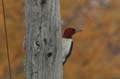 redheaded_woodpecker