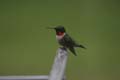 ruby-throated_hummingbird