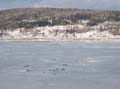 seals_in_the_Gaspe_Bay