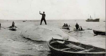 pechbaleine